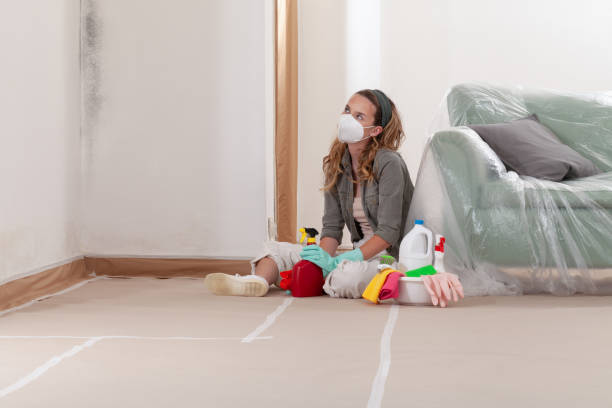 Reliable Black Mold Remediation contractor in Cofield, NC by 24 Hour Mold Removal