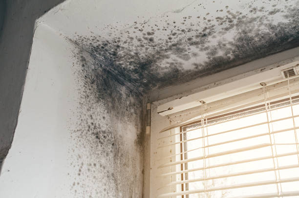 Affordable Black Mold Remediation solutions in Cofield, NC